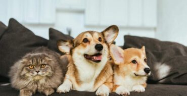 Gato cinza e dois cães sentados juntos no sofá, representando animais de estimação.